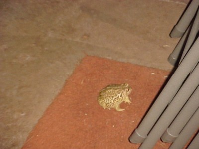 Timothy The Toad 7-17-06.JPG