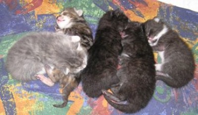 little kittys.jpg